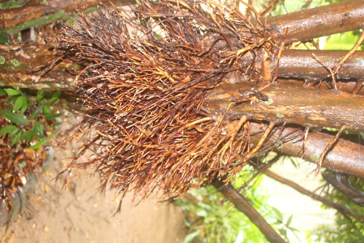 Syzygium myrtifolium Walp.